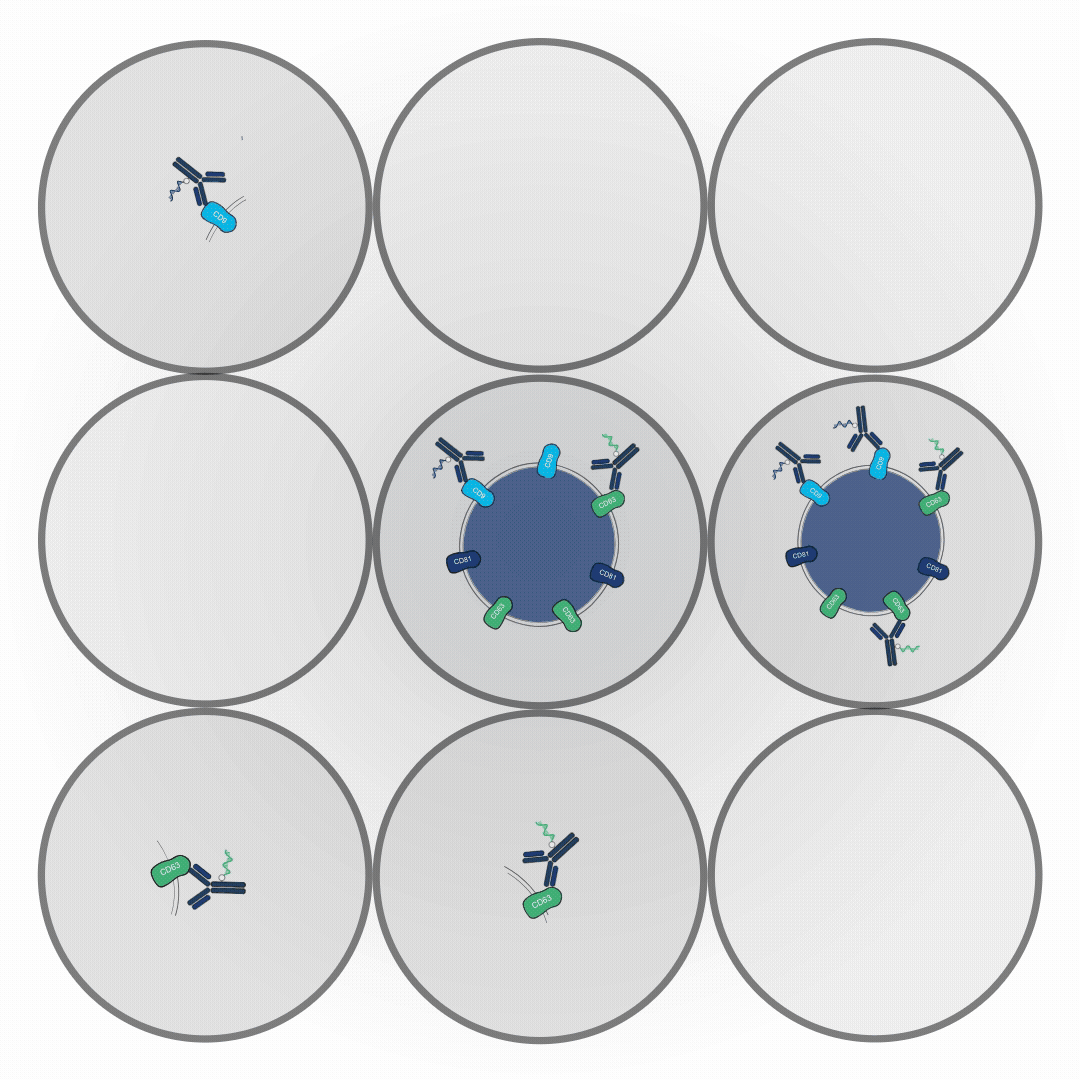Step3 - Amplification Step3 - Amplification